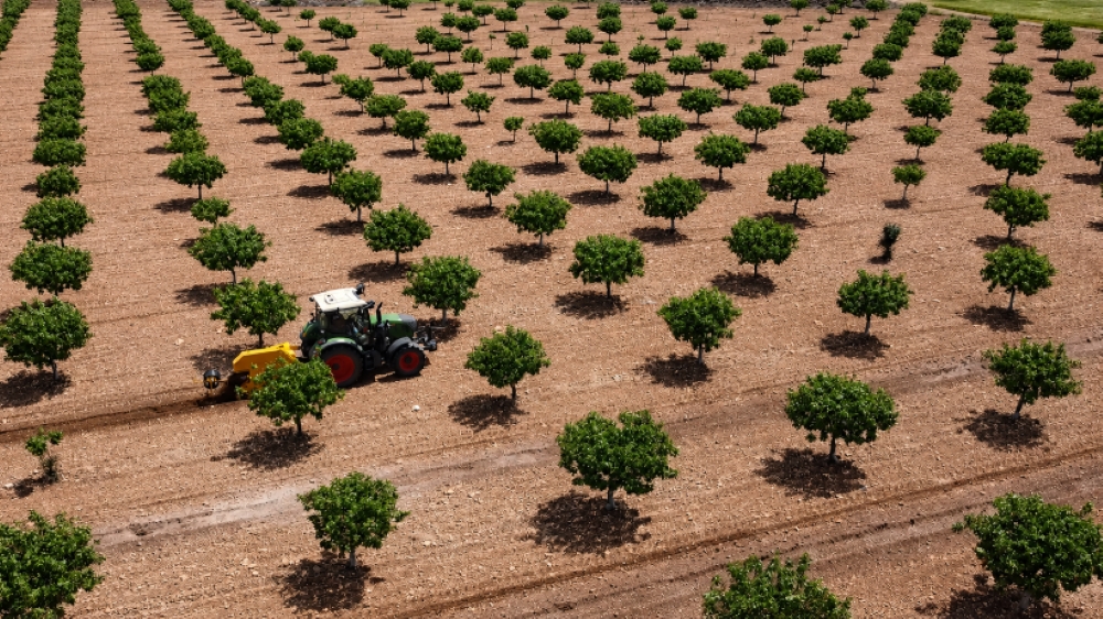 PISTACHO-OK (Pequeña).jpg